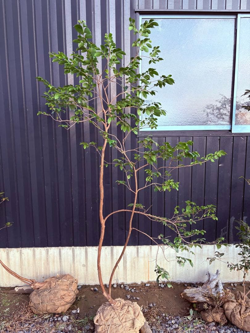 60 天然山採り　ヒサカキ