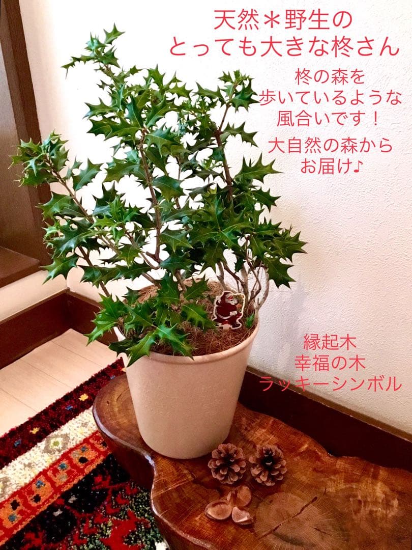 完売　　　天然野生とっても大きな柊さん【ひいらぎ＊クリスマスツリー】クリスマス