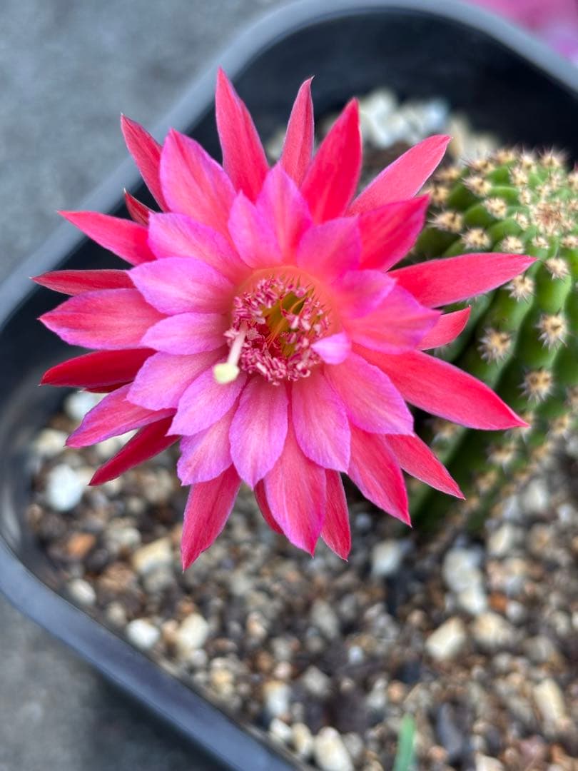 多肉植物　花サボテン　金紐シリーズ 金4番