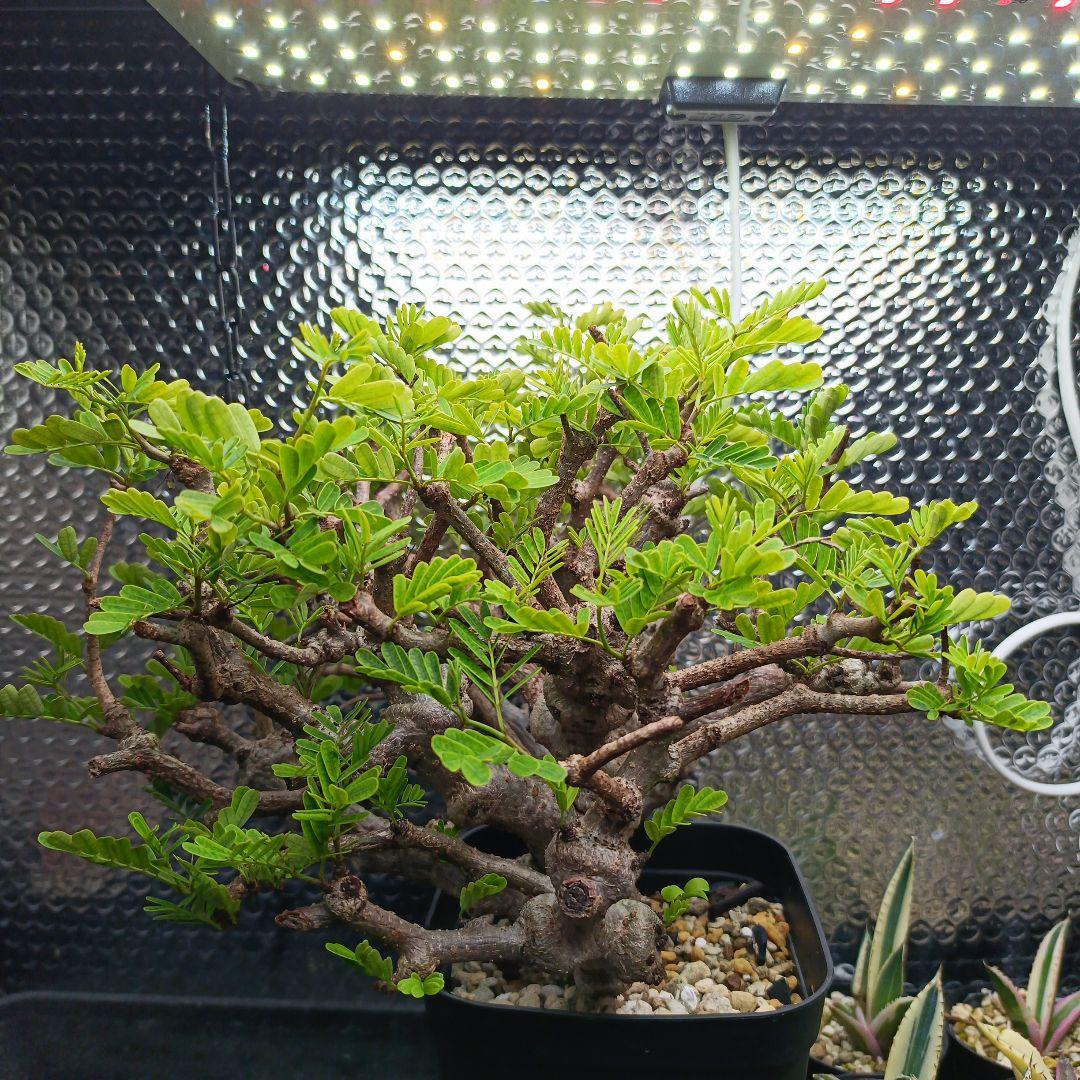 【バレンタインセール】センナ　メリディオナリス　特大　極太 発根済　④