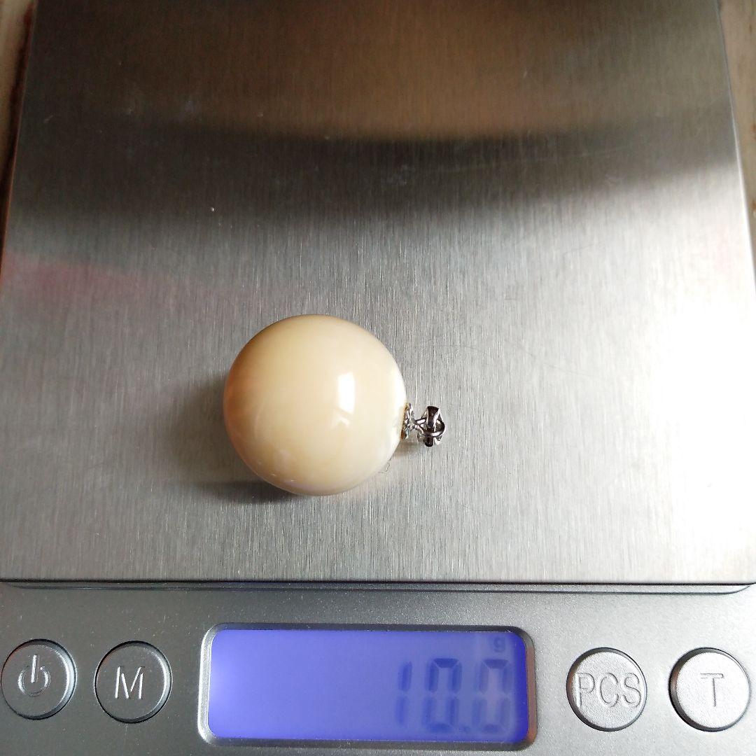 鯨歯　マッコウクジラ　牙玉　特大約20.5㎜