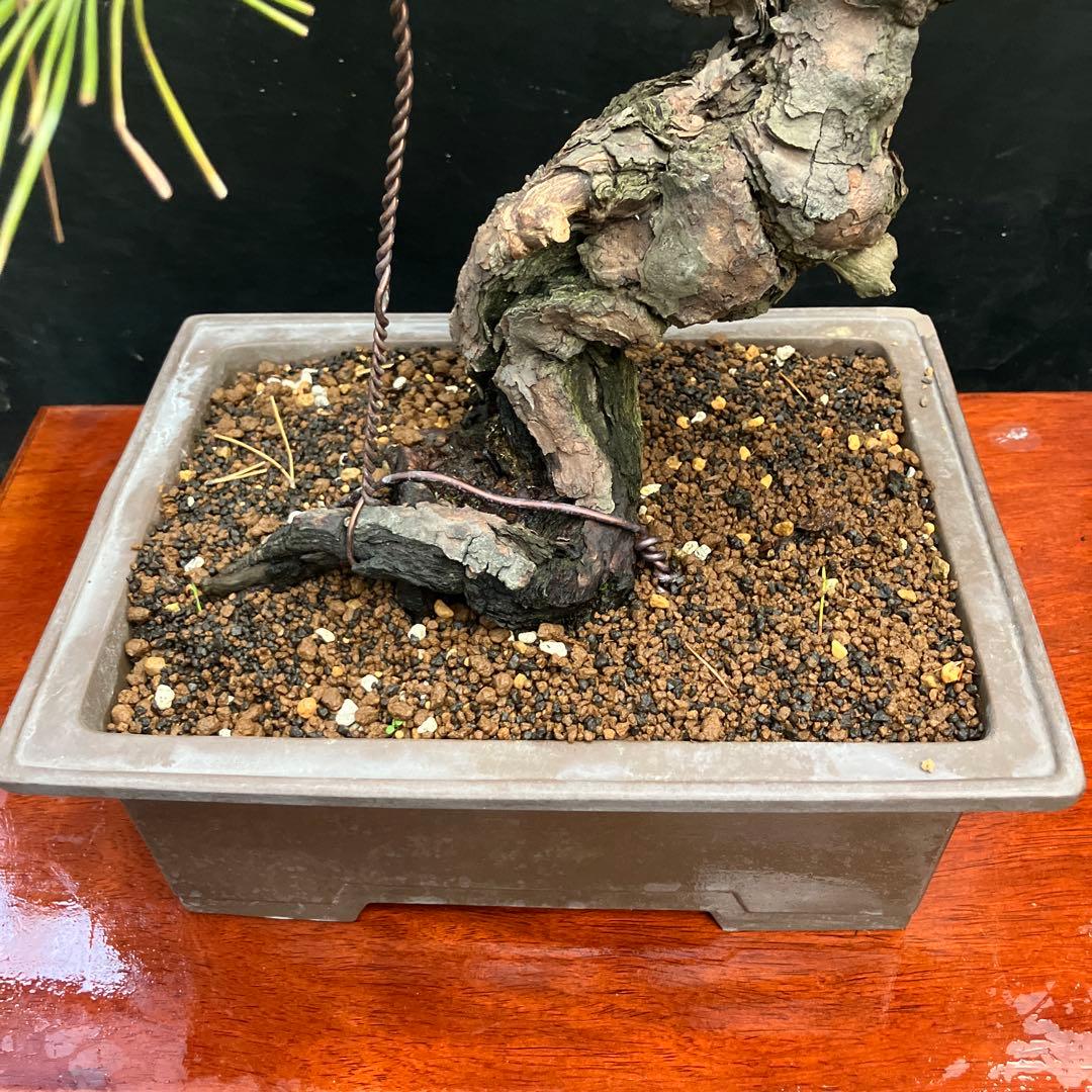 黒松 盆栽