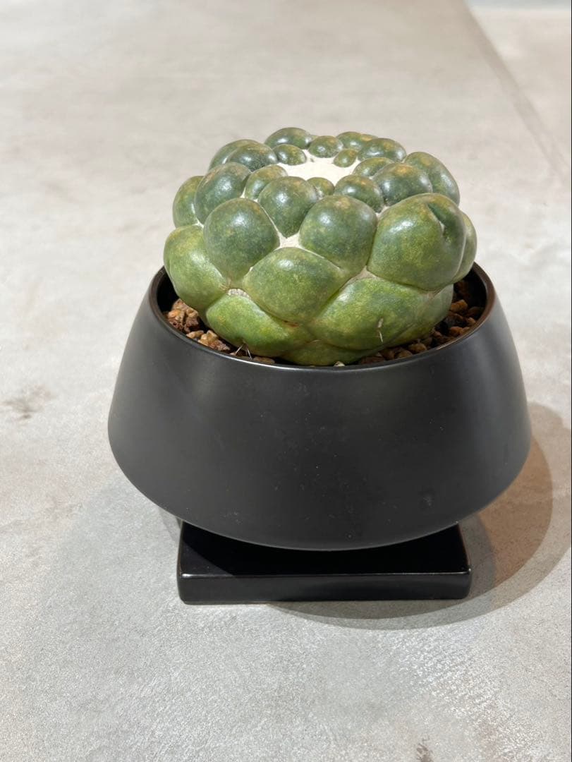 無棘象牙丸　コリファンタ　ゾウゲマル　棘無し　鉢セット