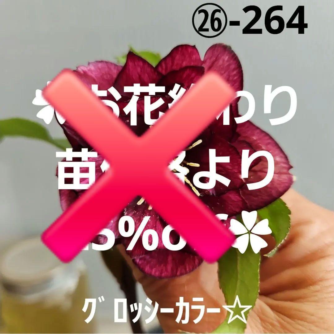㉖-264クリスマスローズ