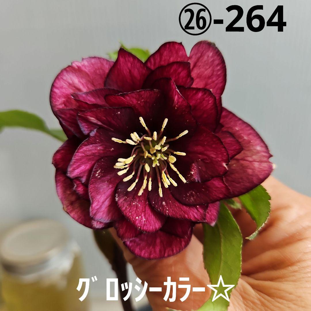 ㉖-264クリスマスローズ