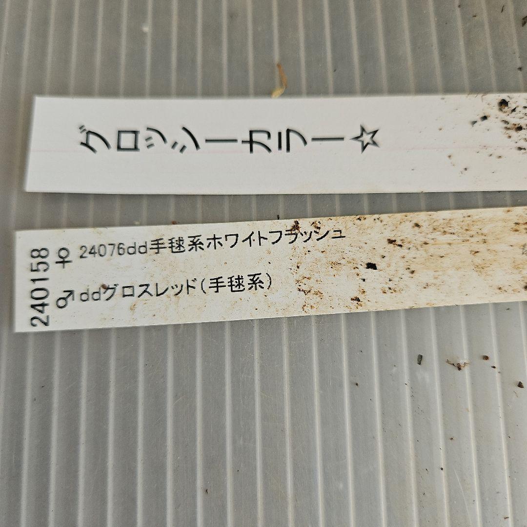 ㉖-264クリスマスローズ