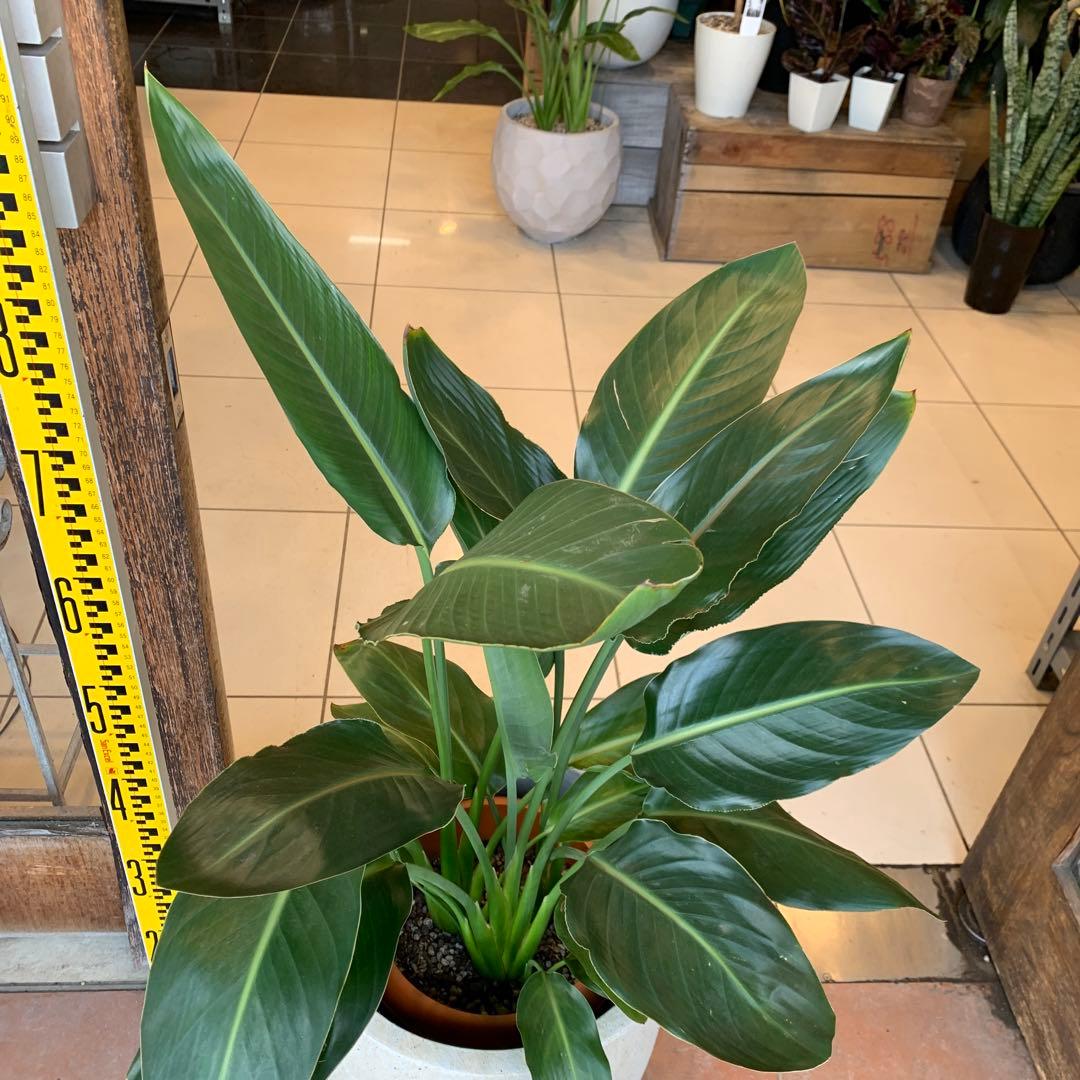 ストレリチア レギネ ファイバー鉢 お皿付き