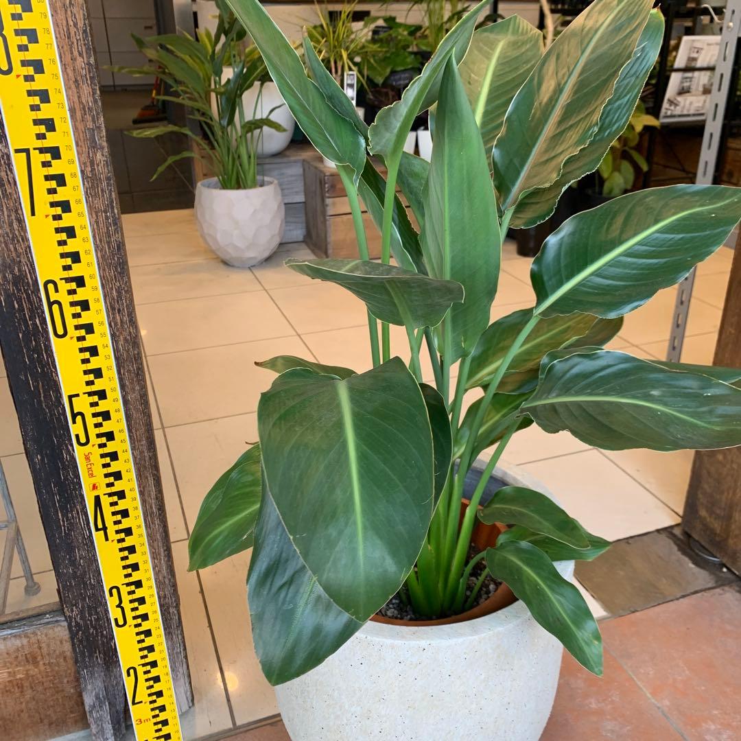 ストレリチア レギネ ファイバー鉢 お皿付き