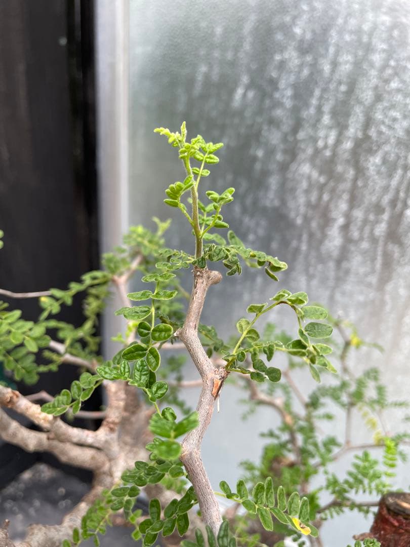 特大 極太 大株 灌木系 塊根植物コミフォラ モンストローサ