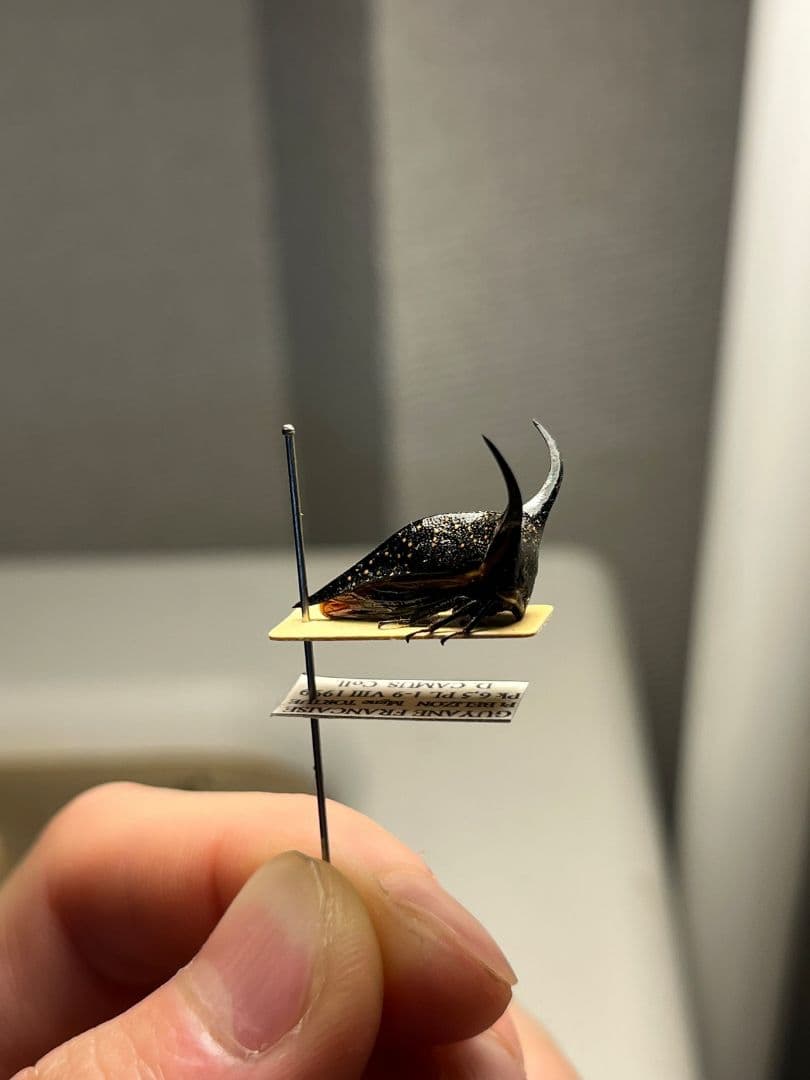 【角蝉最大種】Hemikyptha marginata ツノゼミ セミ ホタ標本