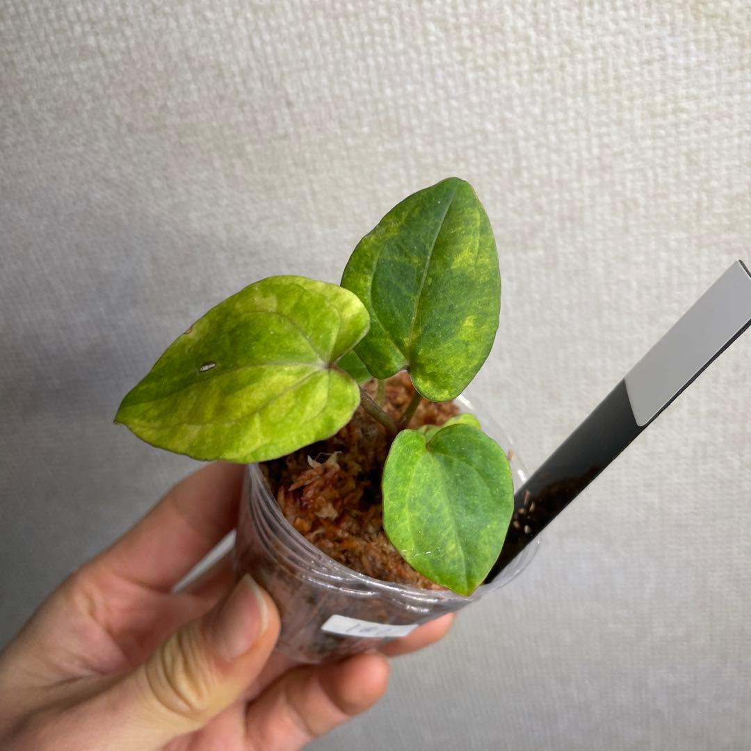 Anthurium AOS✖️RVDP斑入り