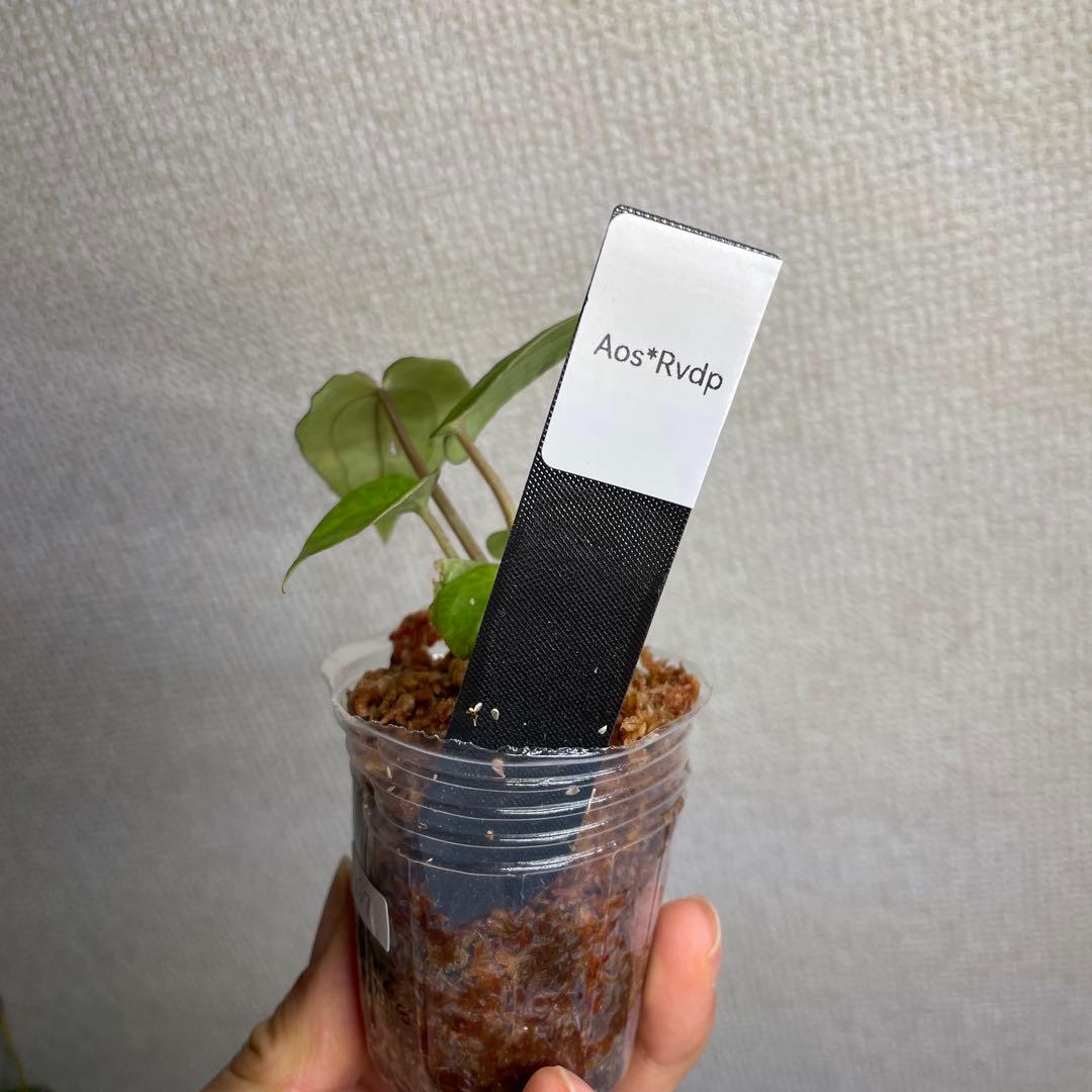 Anthurium AOS✖️RVDP斑入り
