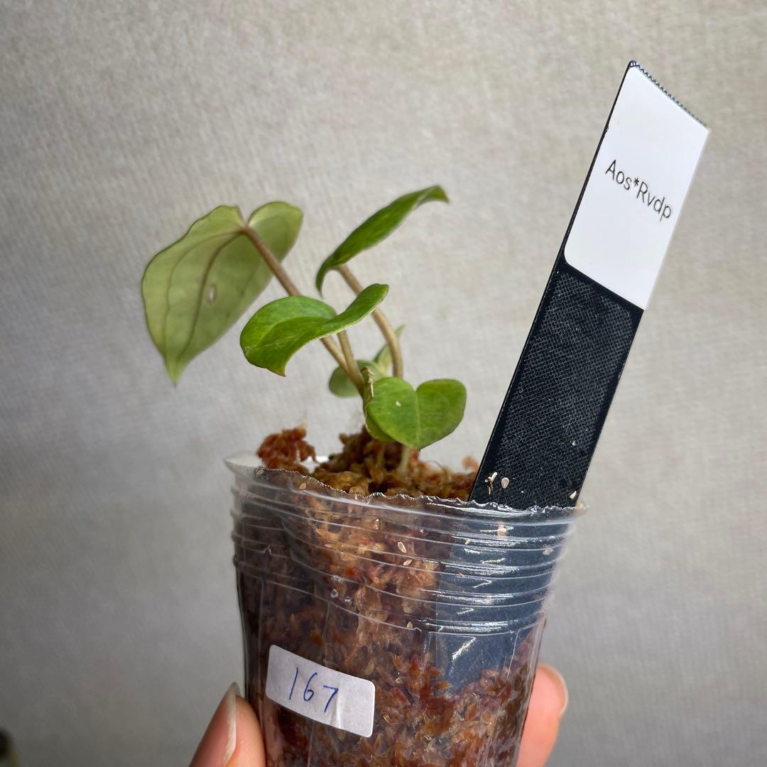 Anthurium AOS✖️RVDP斑入り