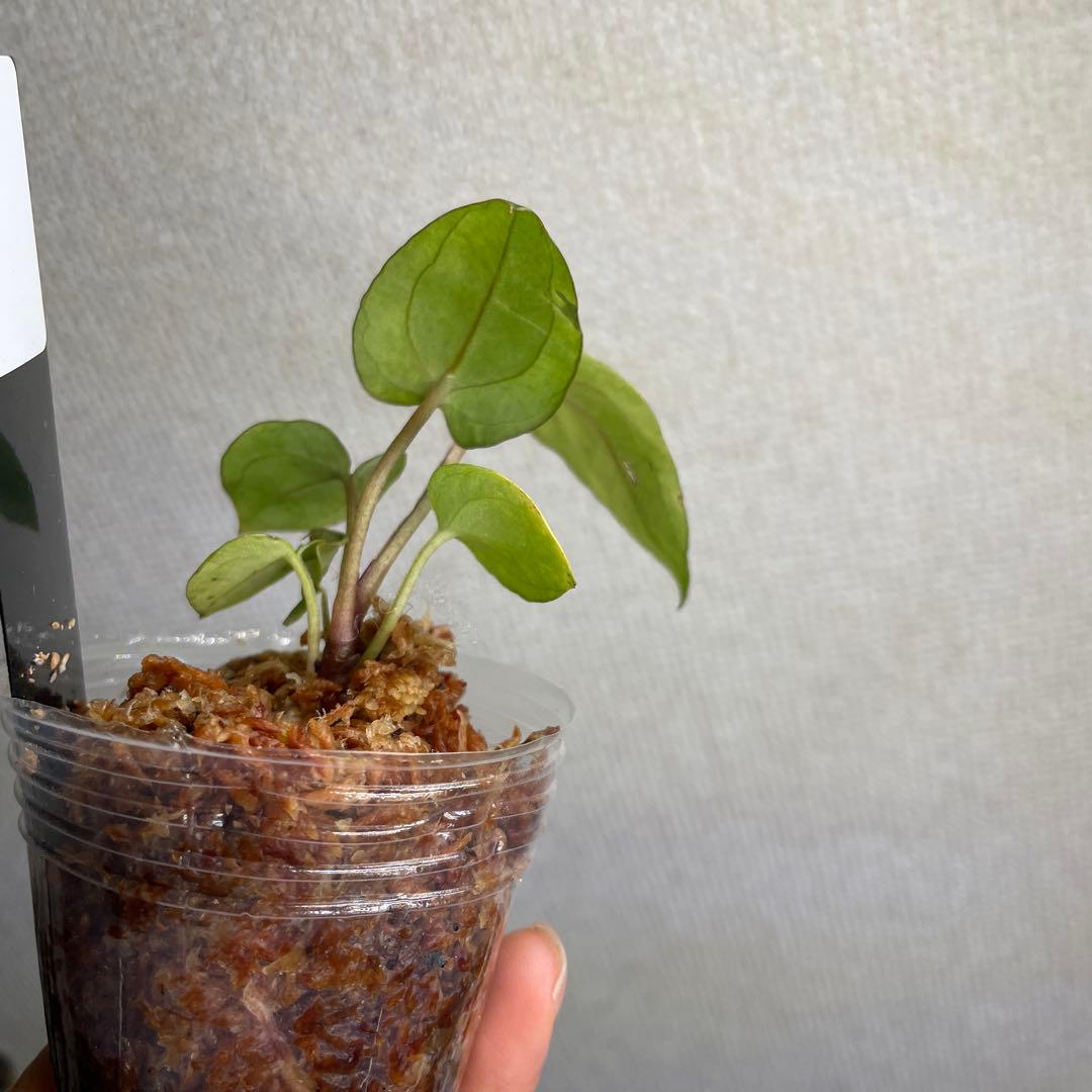 Anthurium AOS✖️RVDP斑入り