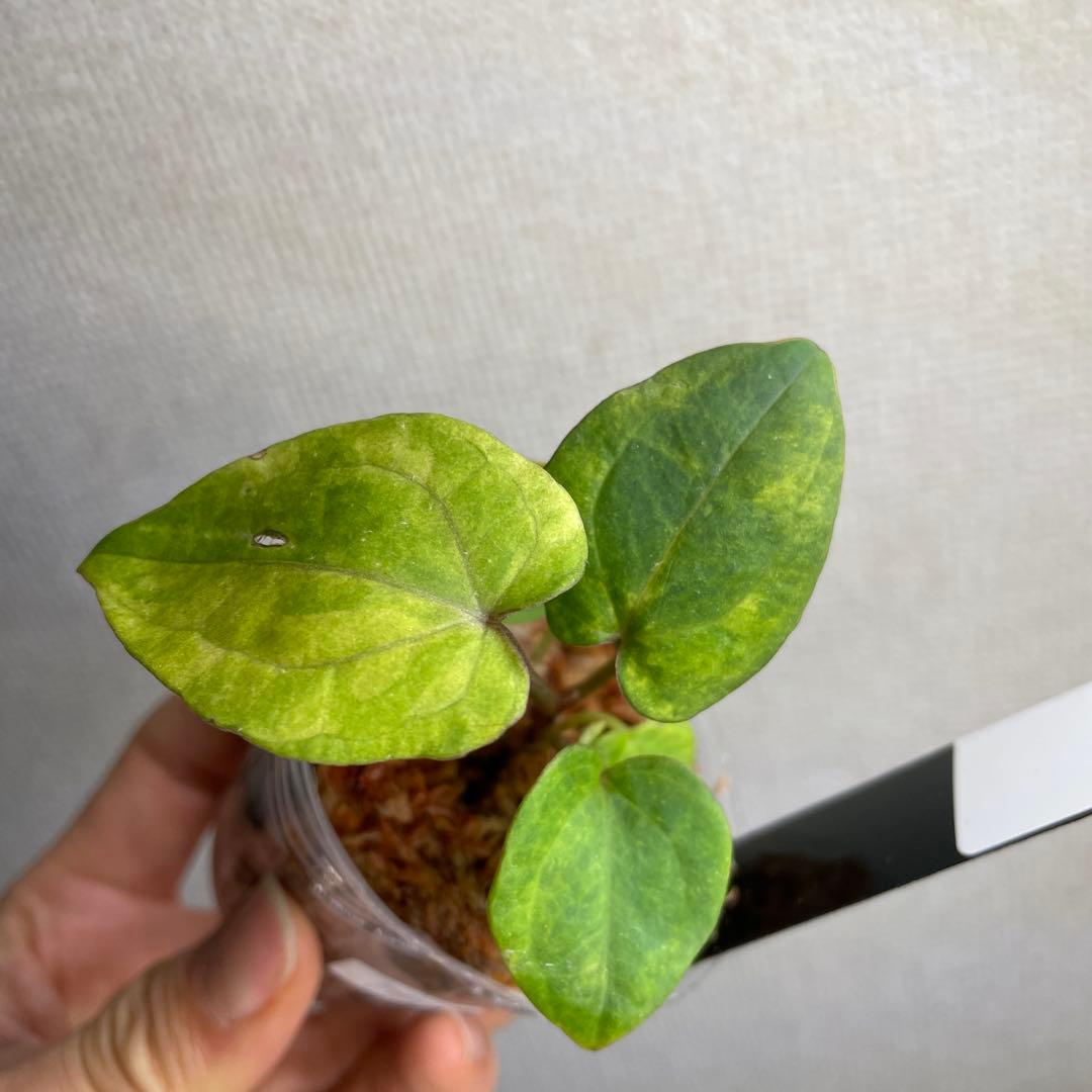 Anthurium AOS✖️RVDP斑入り