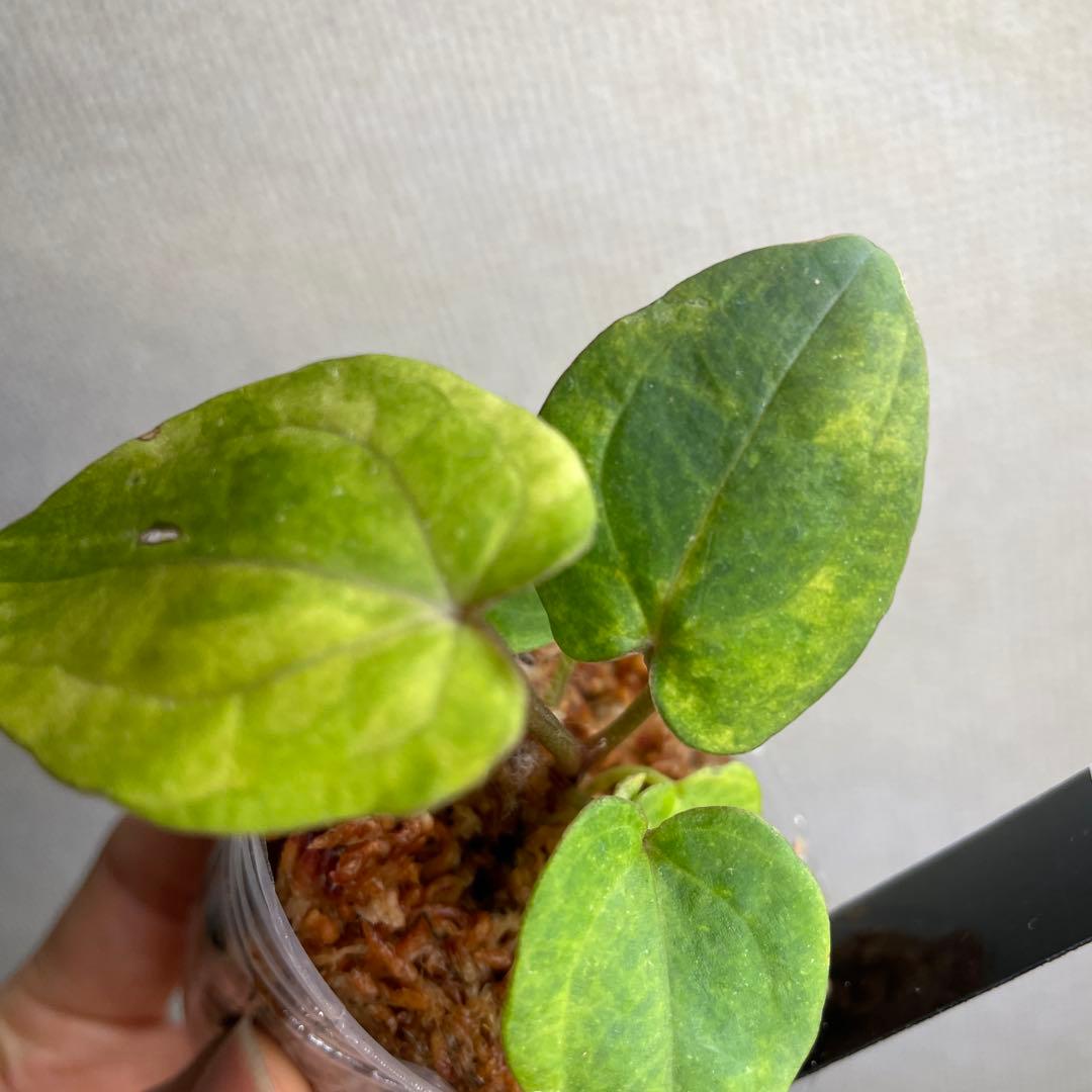 Anthurium AOS✖️RVDP斑入り