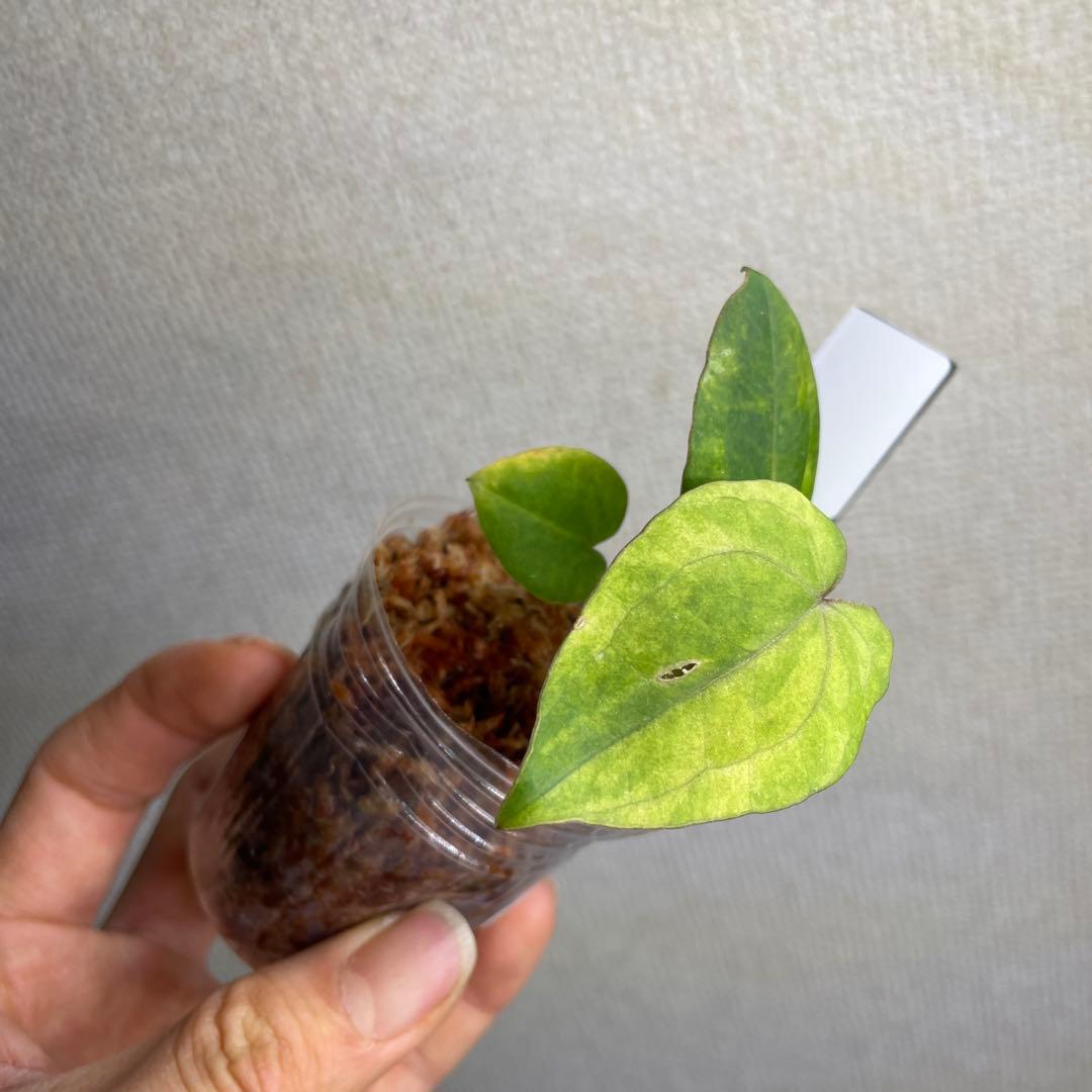 Anthurium AOS✖️RVDP斑入り