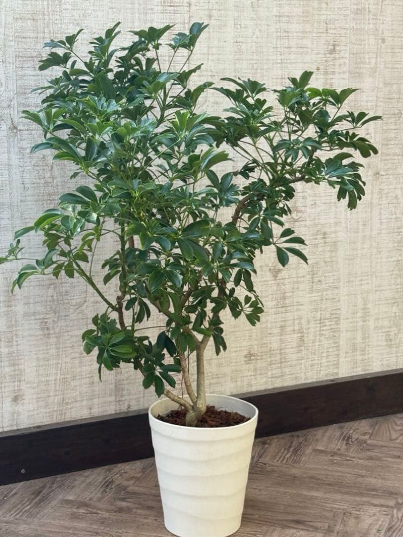 ☆ シェフレラ レナータ♪ 96cm ボリューム感◎