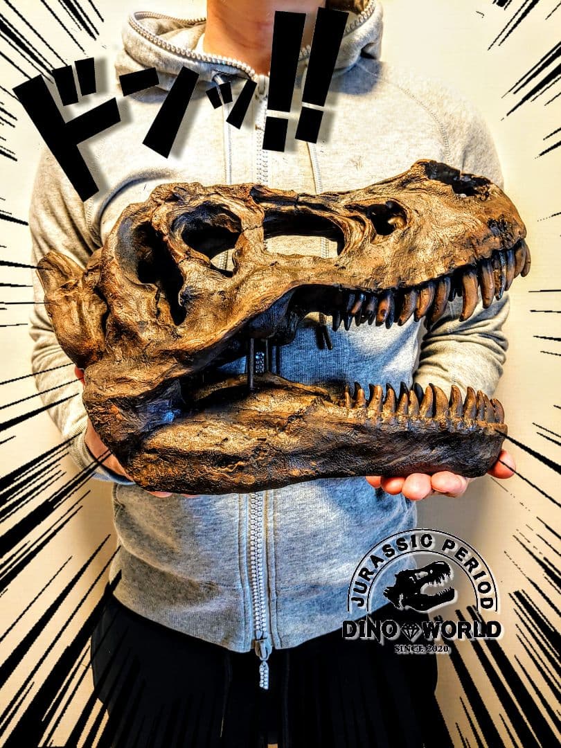 【2個セット】外箱なし ティラノサウルス トリケラトプス 頭骨 化石レプリカ