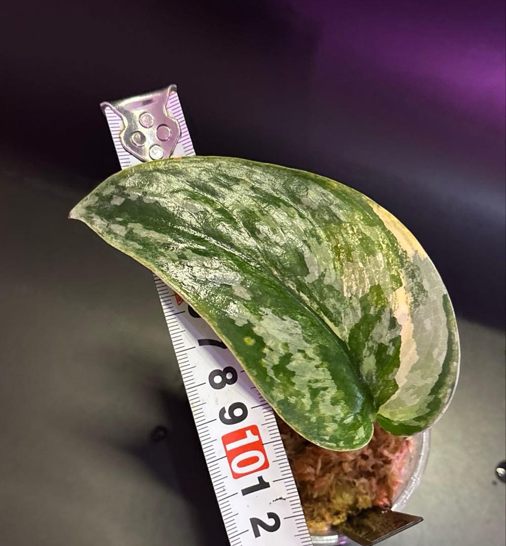 スキンダプサス　レア　セット　H3