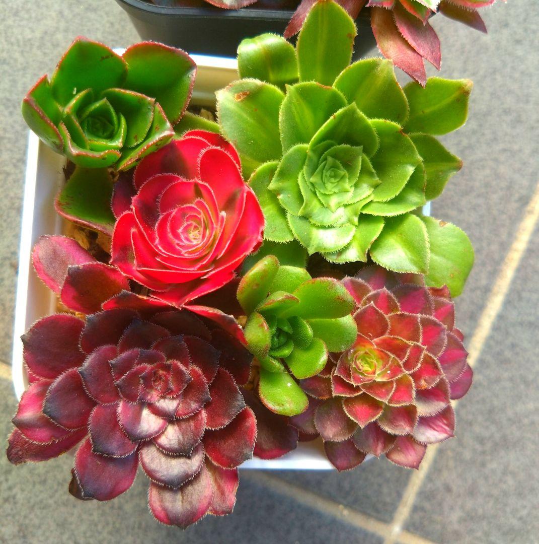多肉植物アエオニウム
