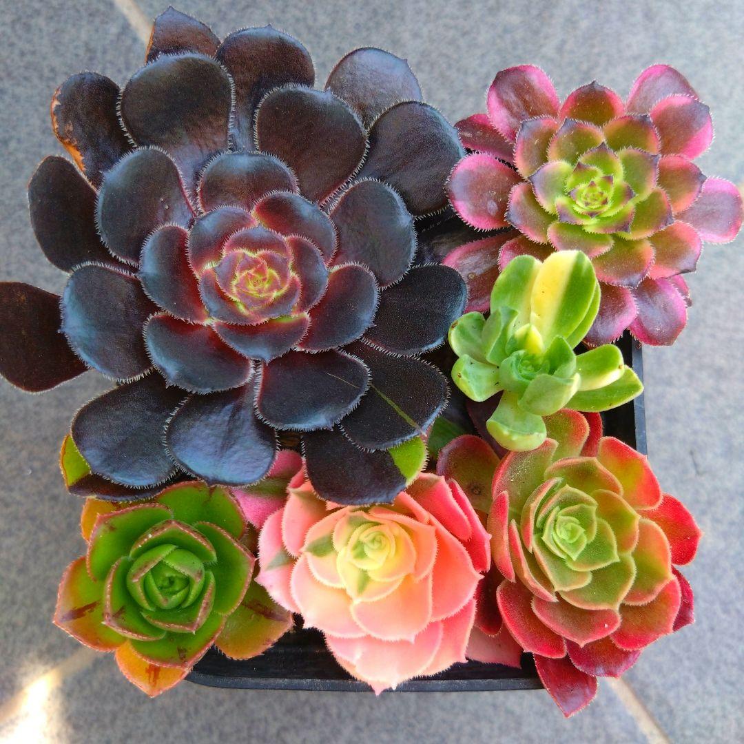 多肉植物アエオニウム