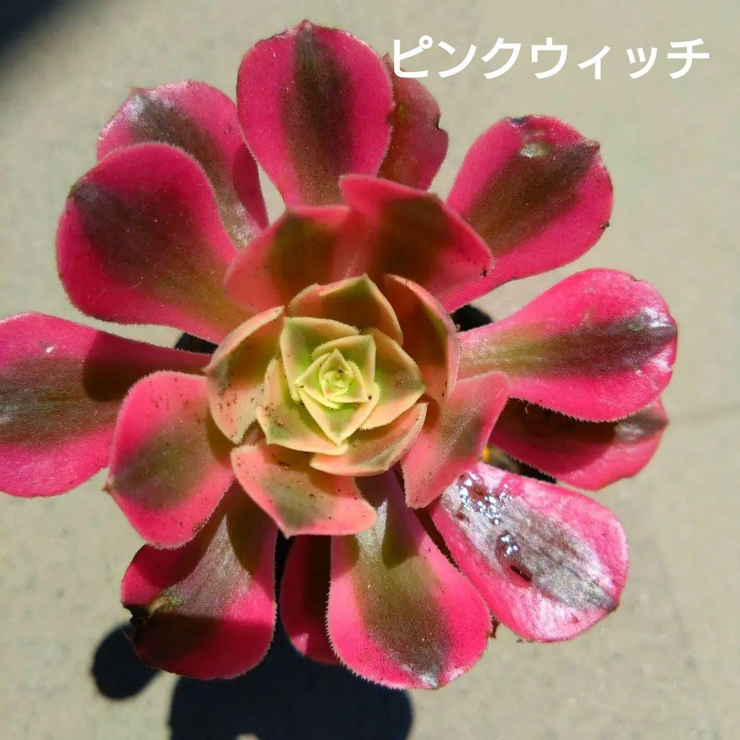 多肉植物アエオニウム
