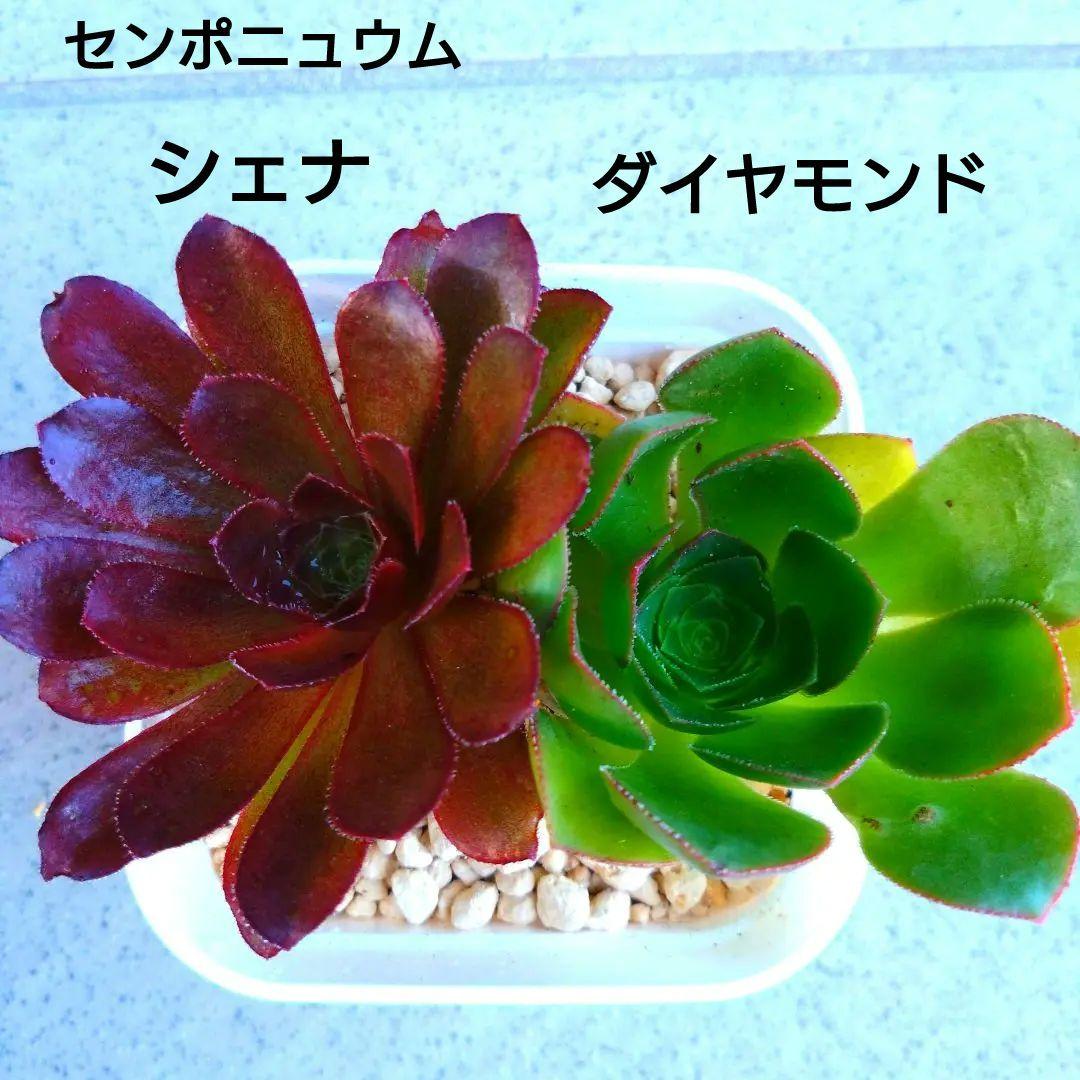 多肉植物アエオニウム