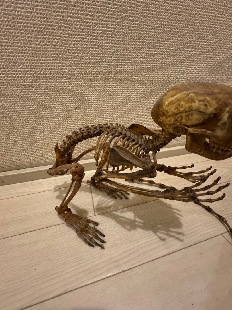 猿　全身標本