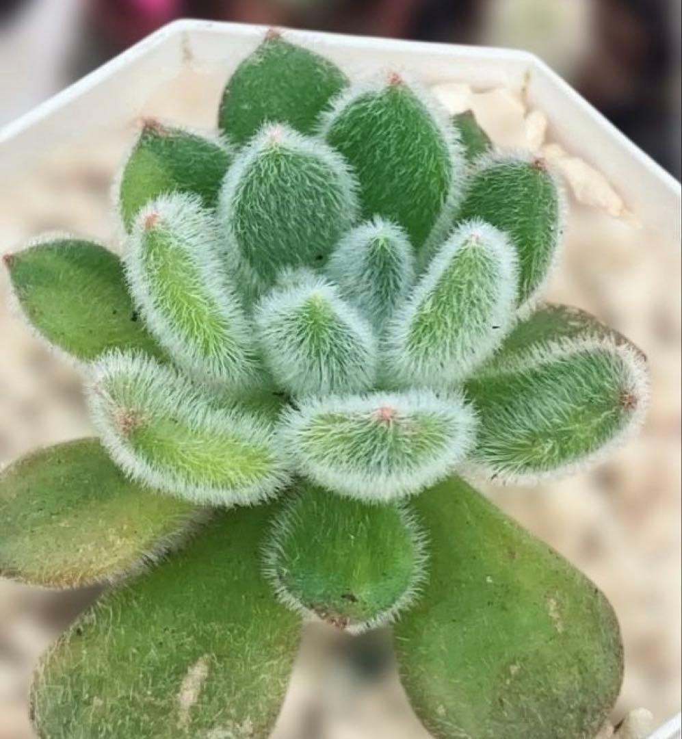 お纏め　多肉植物　錦司晃錦　カット　カキコ