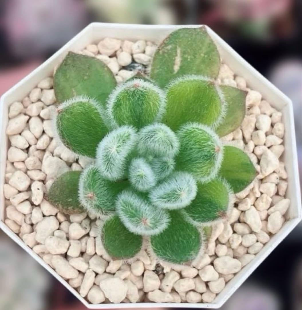 お纏め　多肉植物　錦司晃錦　カット　カキコ