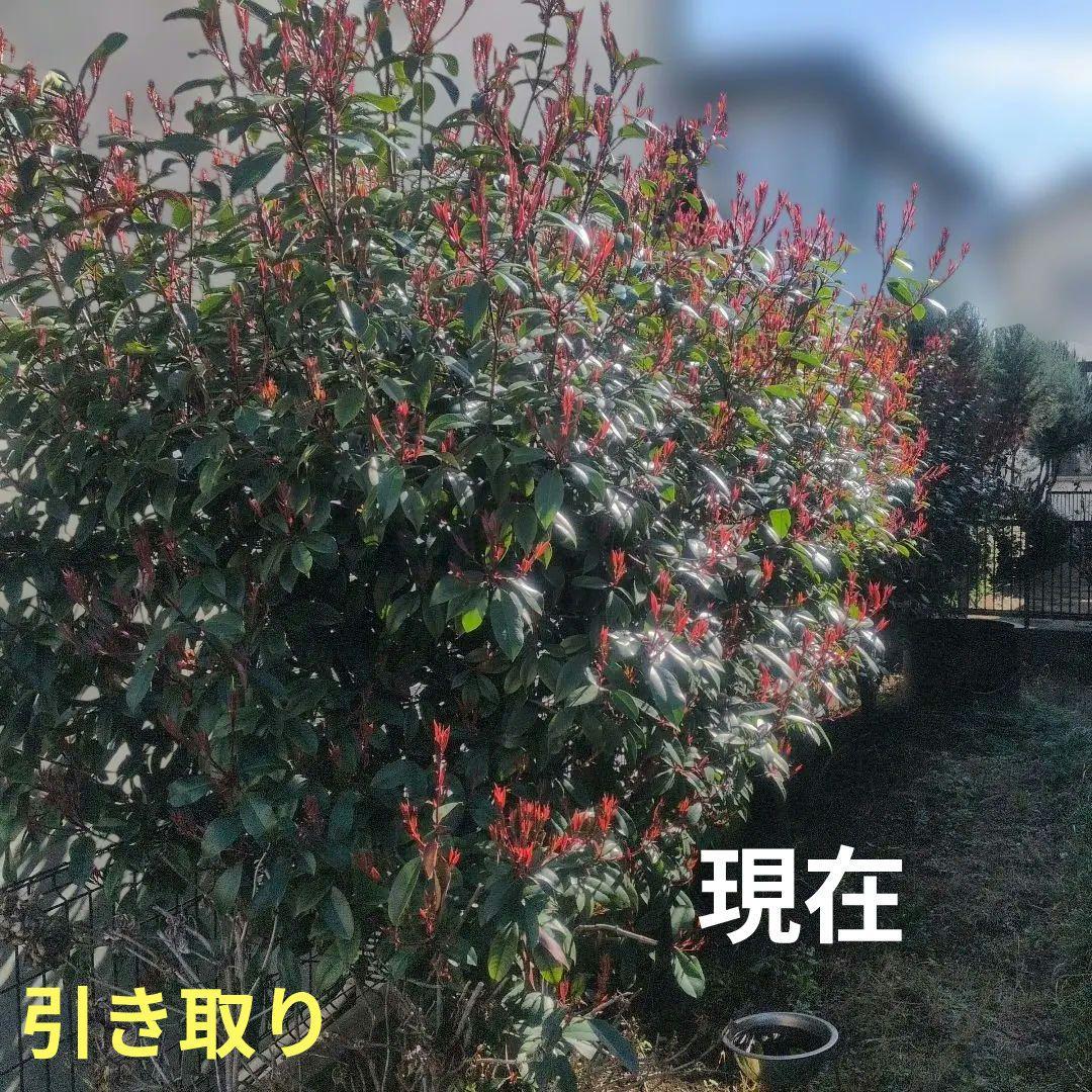 アカメ　ベニカナモメチ　レッドロビン　植木　庭木　ガーデニング　◇即購入×◇