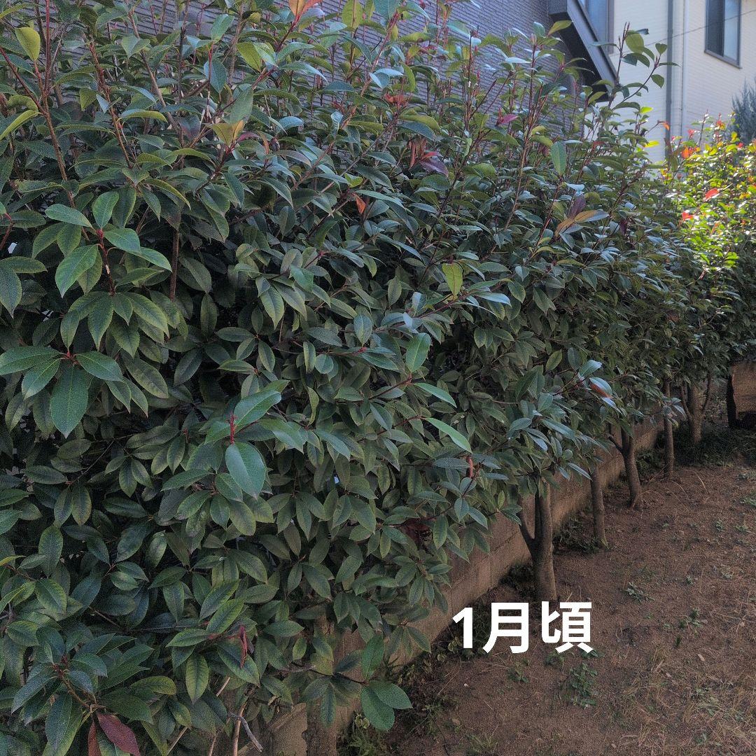 アカメ　ベニカナモメチ　レッドロビン　植木　庭木　ガーデニング　◇即購入×◇