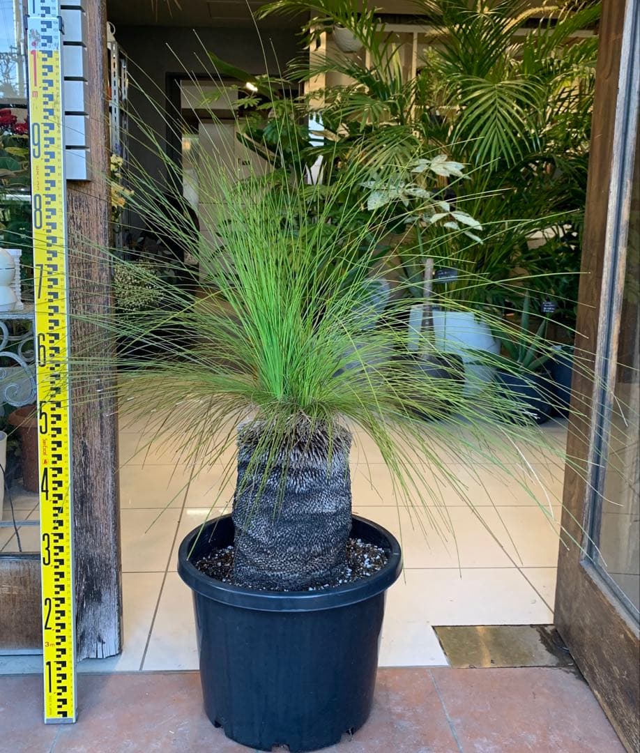 分頭 クサントロエア ジョンソニー ブラックボーイ 発根済み