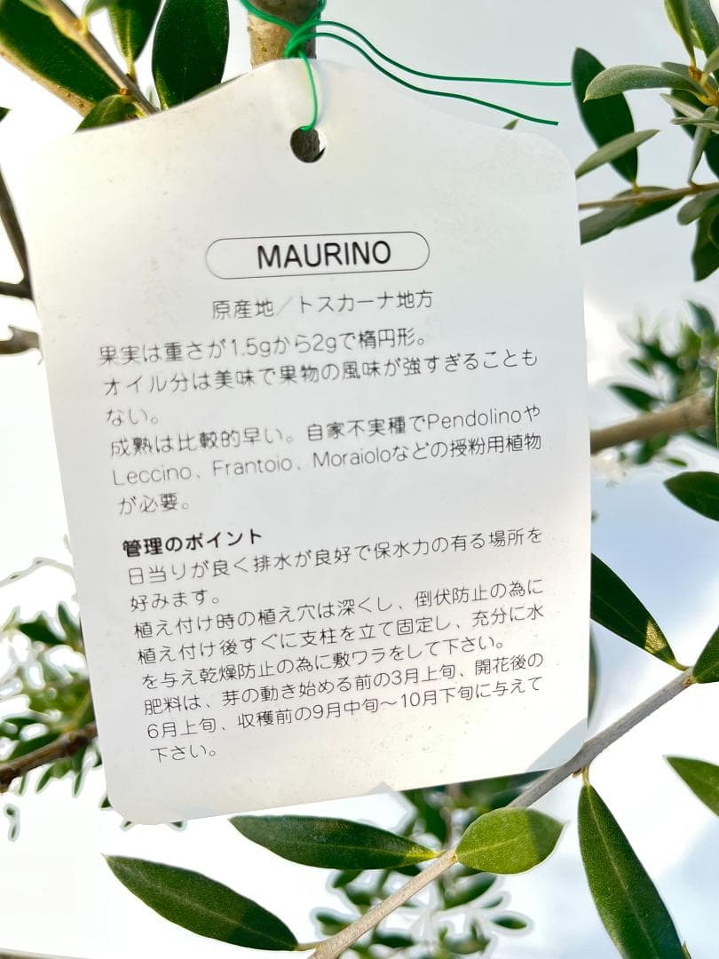 オリーブの木　マウリィーノ　8号　約120cm　K-332　希少品種　現品掲載