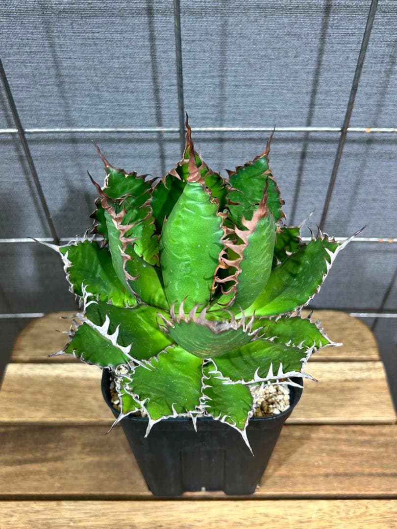 Agave horrida Kagerou【57】
