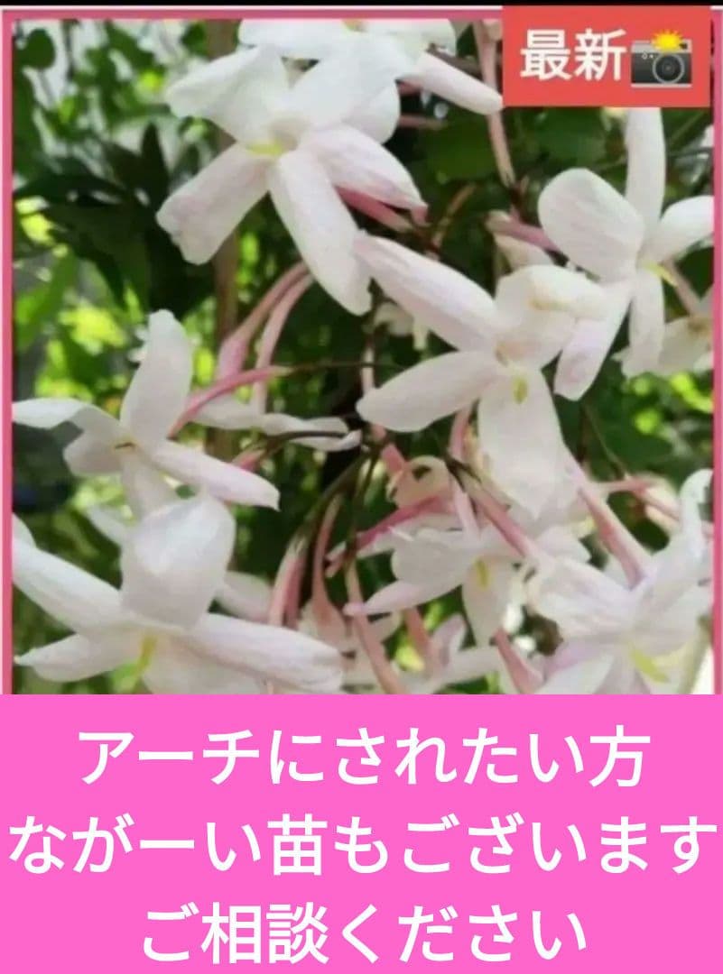 ☘️ジャスミン☘️　　❤抜き苗です❤選べるおまけつき❤❤