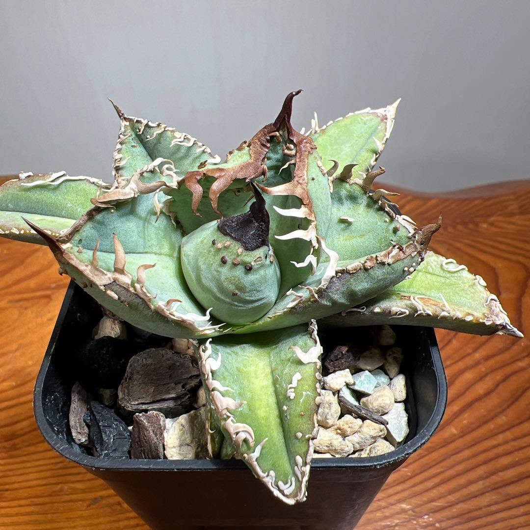 アガベ・チタノタ・MS-WV （スタッズ ブツブツ ）