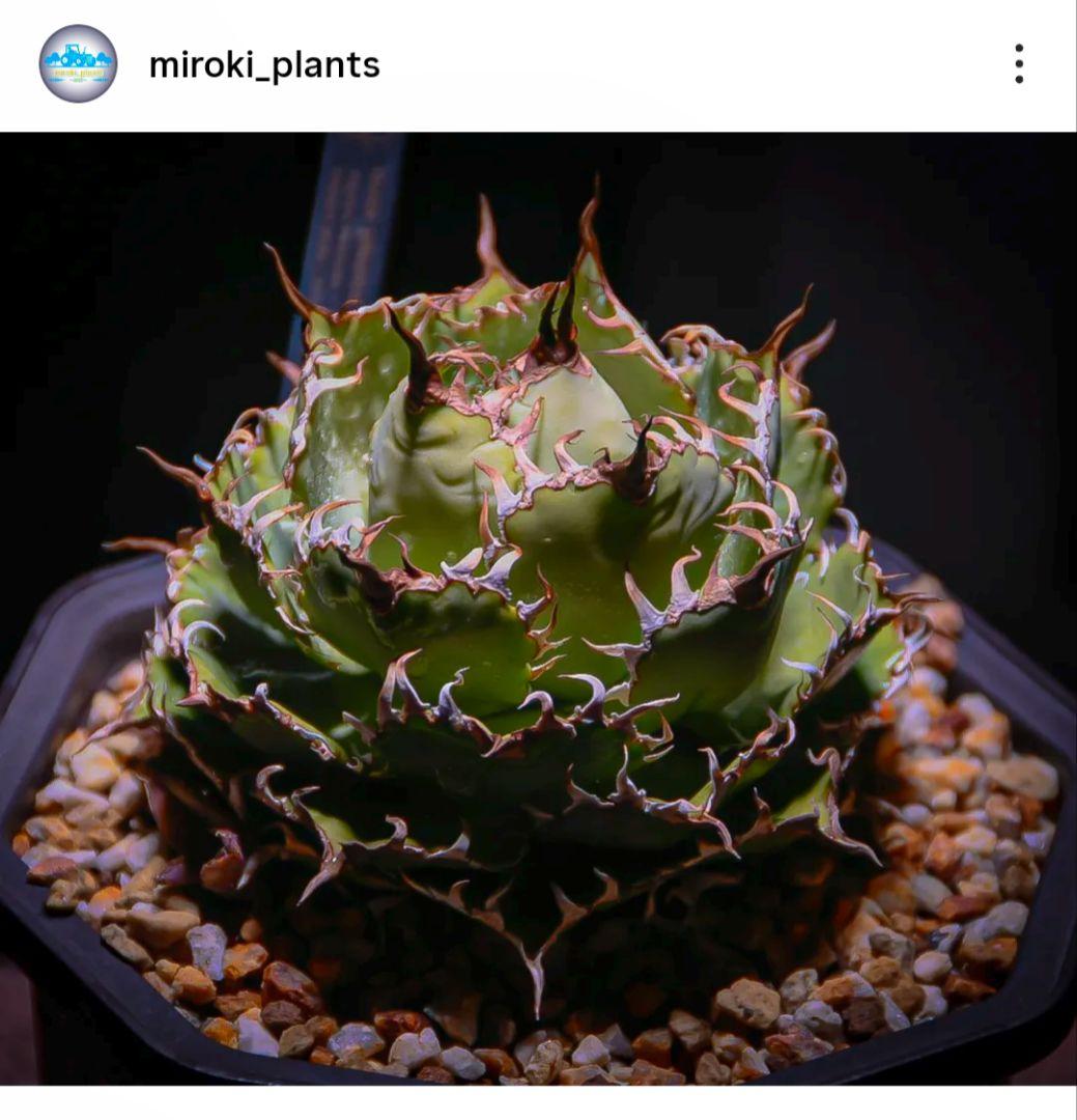 アガベチタノタ　フィリグリー　圓葉拇指