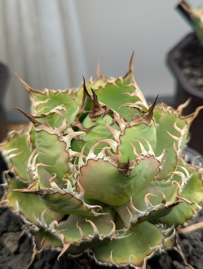 アガベチタノタ　フィリグリー　圓葉拇指