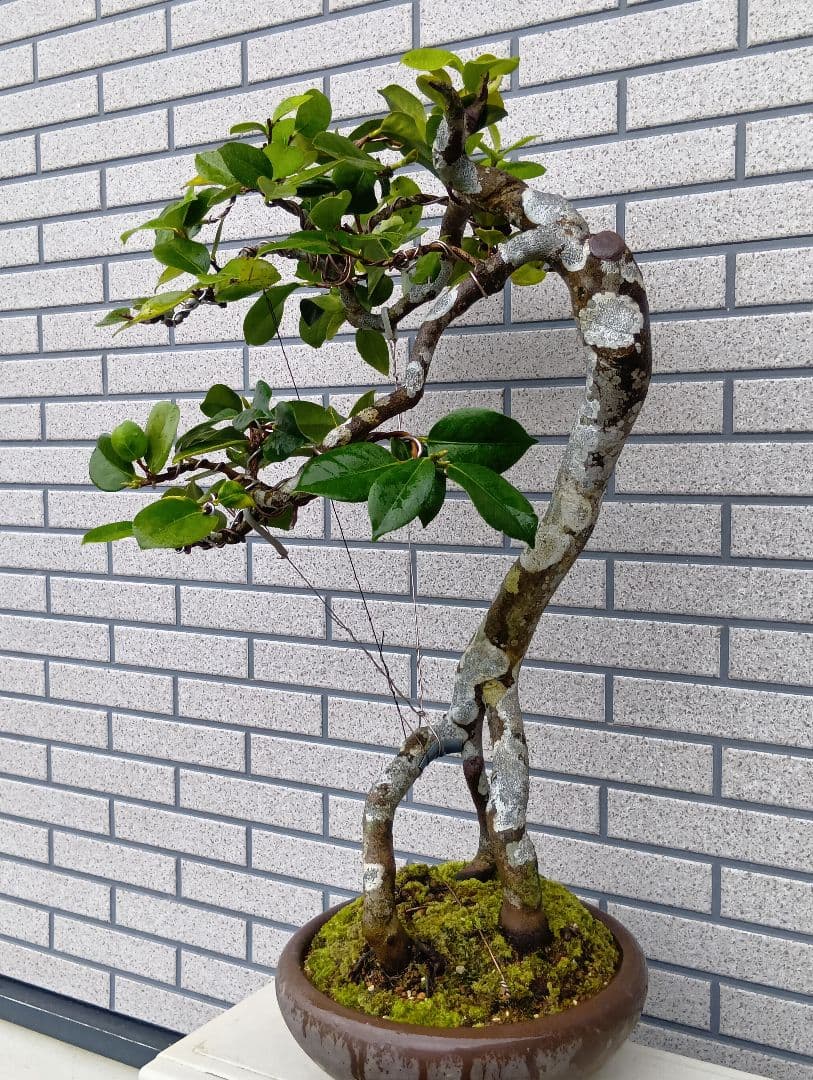 ‼️山木華厳‼️肥後椿盆‼️引き取り限定