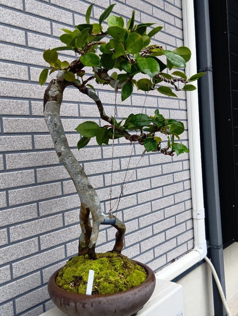 ‼️山木華厳‼️肥後椿盆‼️引き取り限定