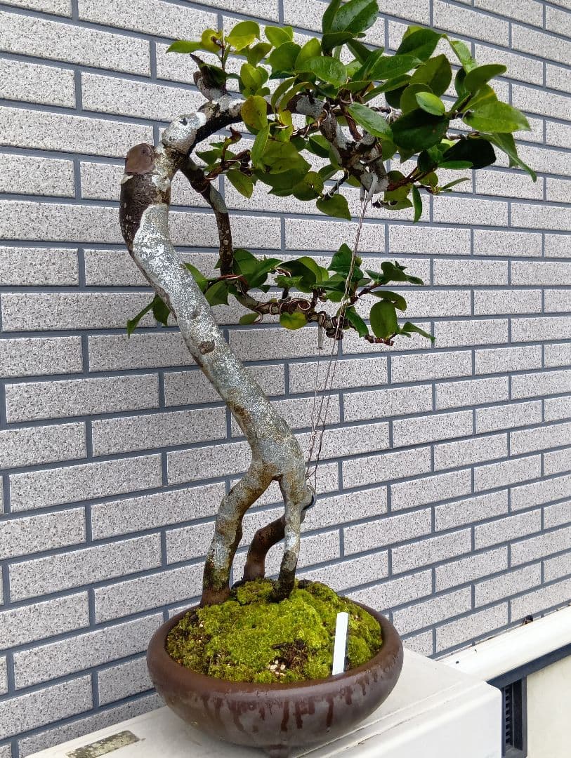 ‼️山木華厳‼️肥後椿盆‼️引き取り限定