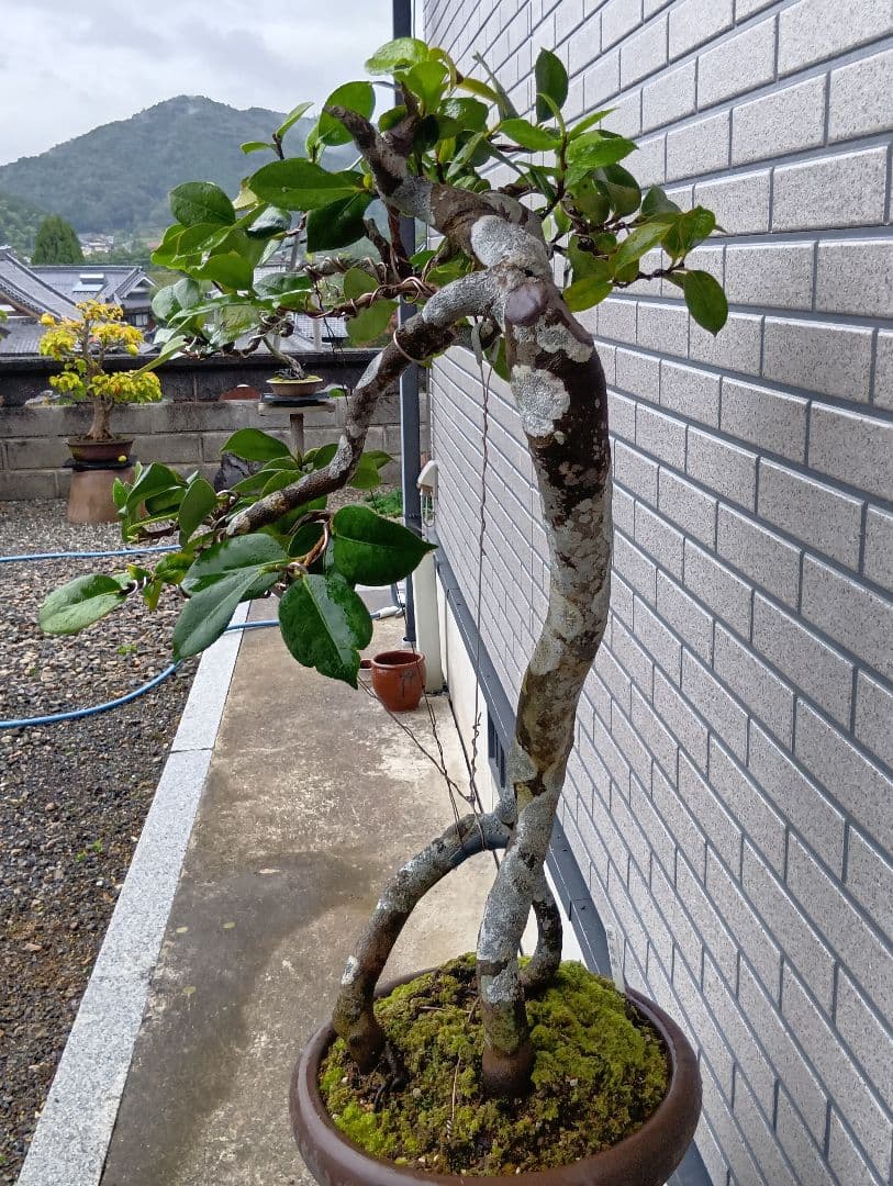 ‼️山木華厳‼️肥後椿盆‼️引き取り限定