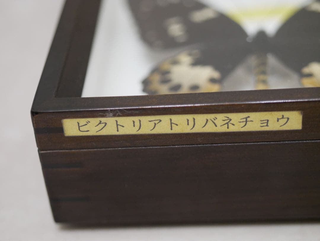 稀少種 極美 珠玉標本 大型ビクトリアトリバネアゲハ 産地別コレクションドイツ箱