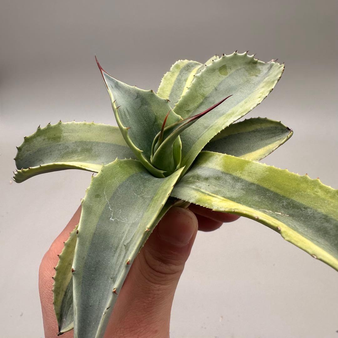 多肉植物・アガベ・チタノタ　オバティフォリア　オルカ　稀少株 激レア！