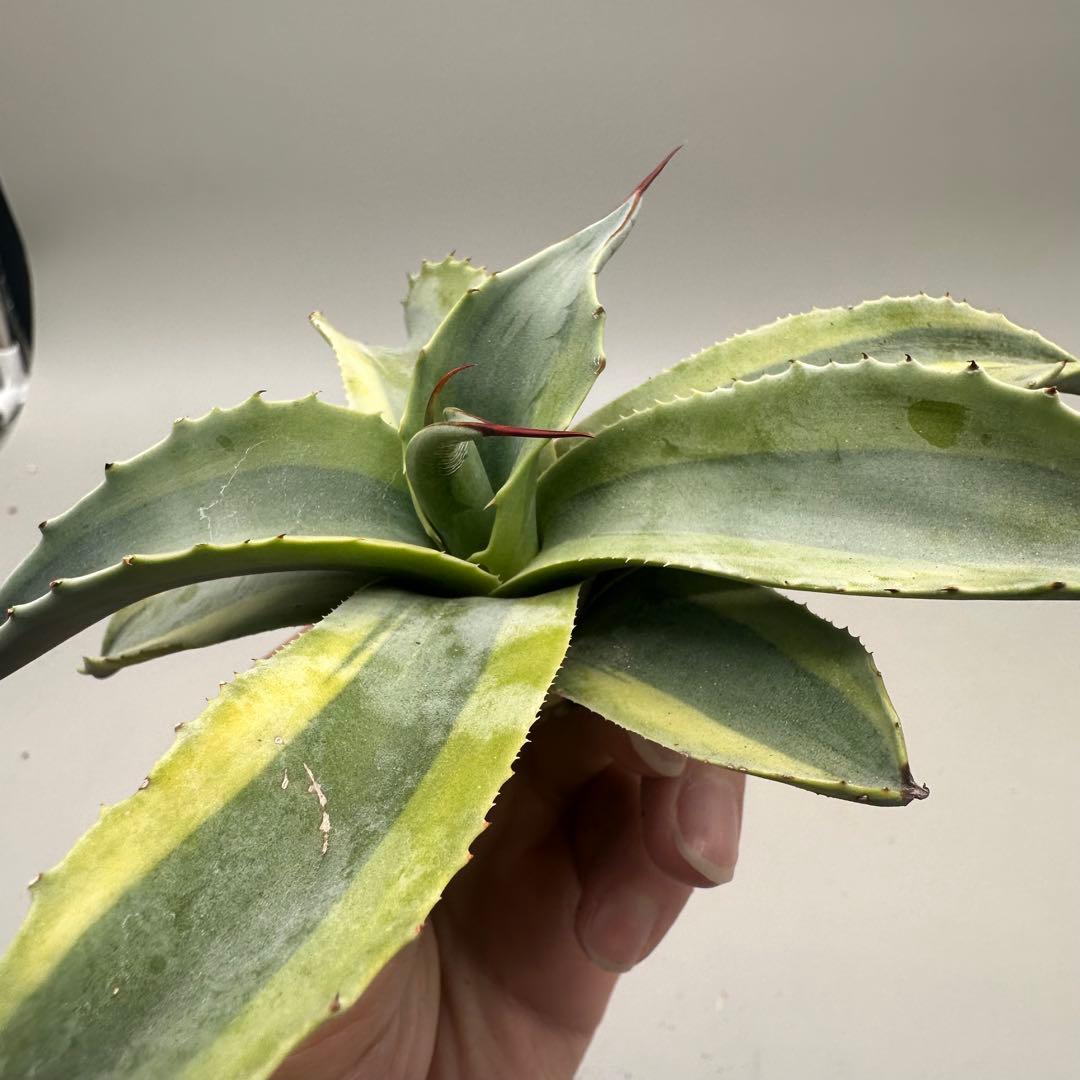 多肉植物・アガベ・チタノタ　オバティフォリア　オルカ　稀少株 激レア！