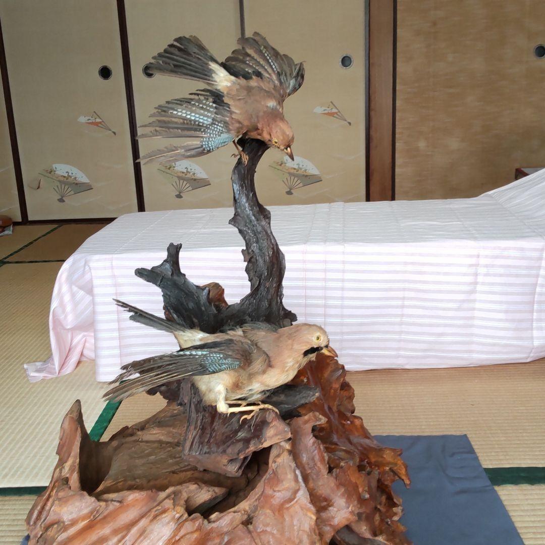 ★ 天然木の置物 鳥の剥製2羽付き インテリア