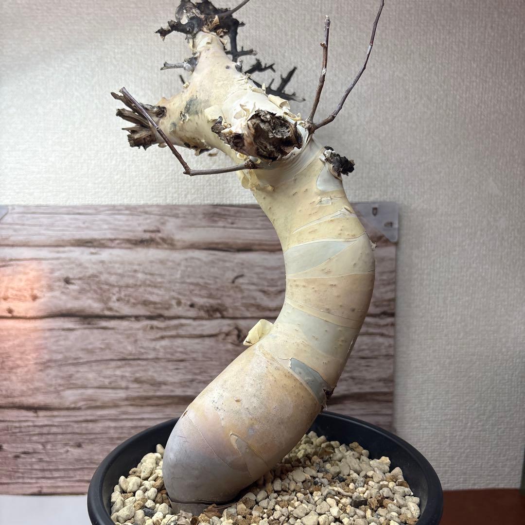 塊根植物 コミフォラ カタフ ピュア 美株