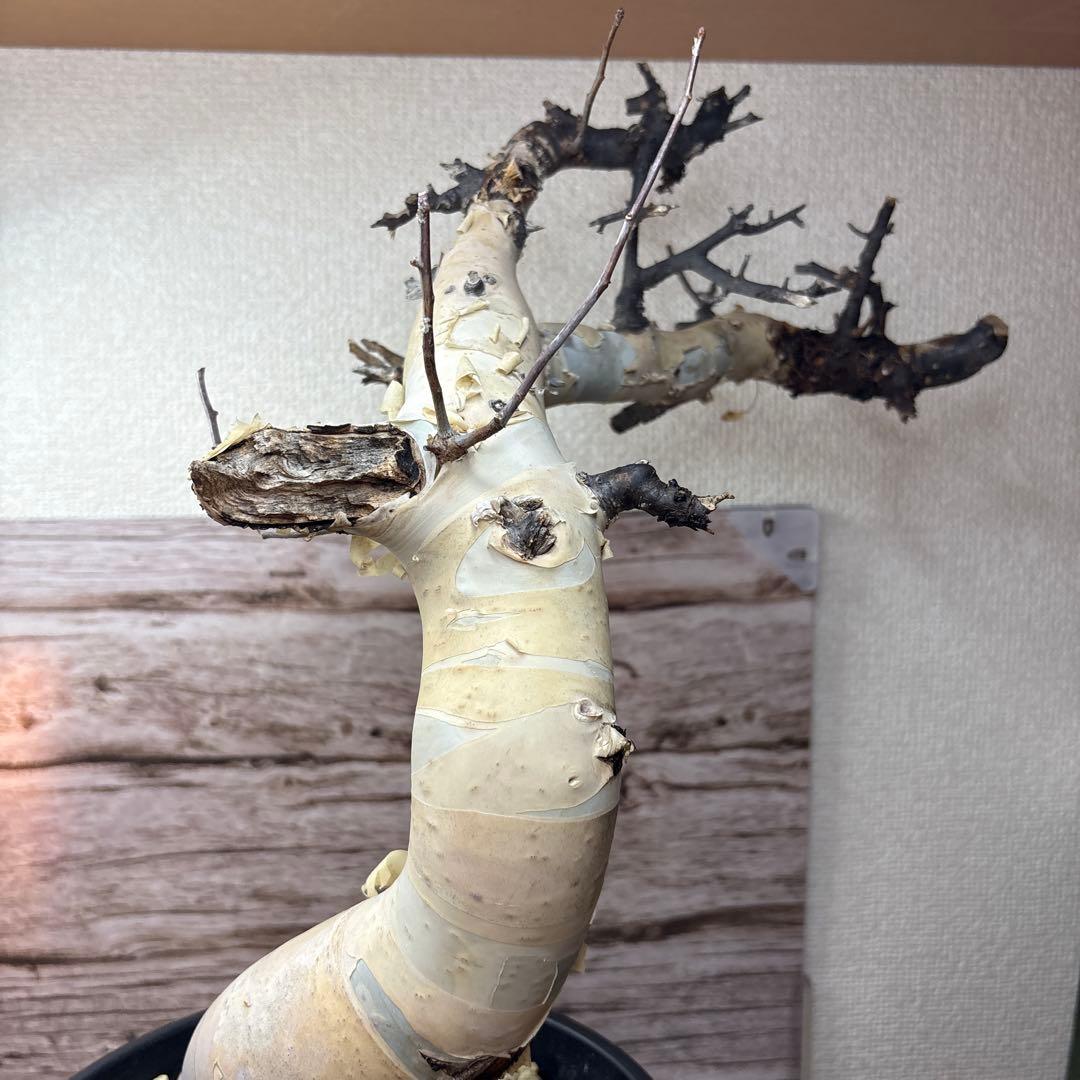 塊根植物 コミフォラ カタフ ピュア 美株